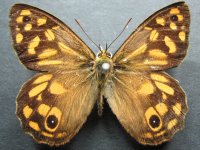 Heteronympha paradelpha - Adult